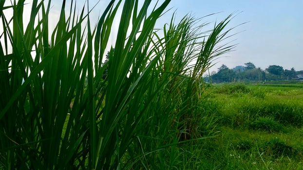 shrubs that grow wild in rice fields in mountainous areas photo