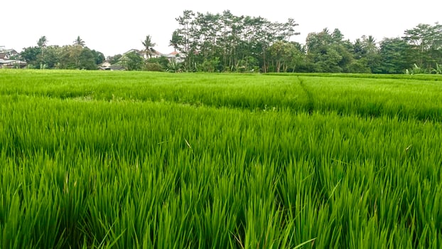 expanse of green rice plants in the rice fields in mountainous areas photo