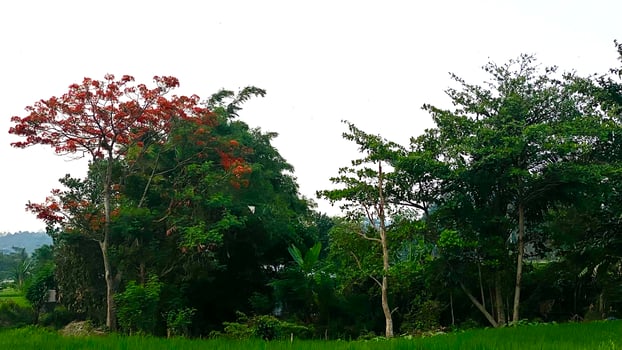 shrubs that grow wild in rice fields in mountainous areas photo