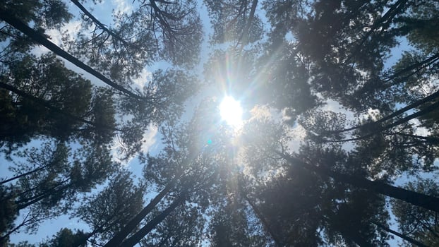 The dense and beautiful pine forest makes the atmosphere cool and comfortable on hot, sunny days photo