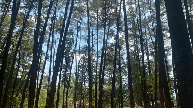 The dense and beautiful pine forest makes the atmosphere cool and comfortable on hot, sunny days photo