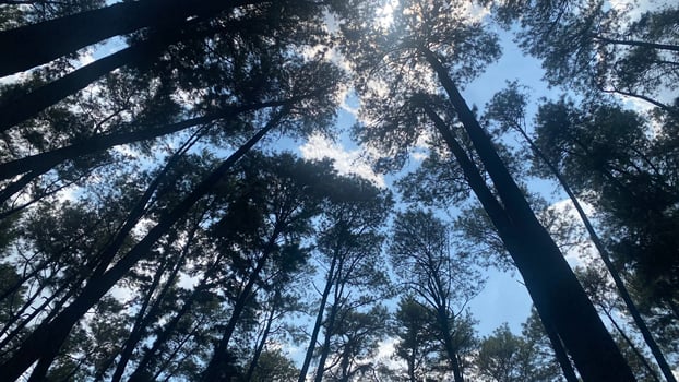 The dense and beautiful pine forest makes the atmosphere cool and comfortable on hot, sunny days photo