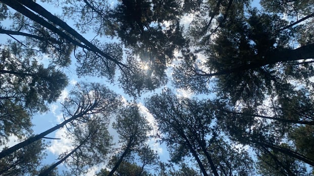 The dense and beautiful pine forest makes the atmosphere cool and comfortable on hot, sunny days photo