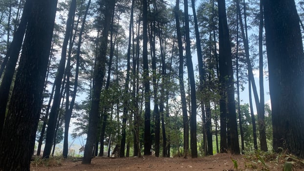 The dense and beautiful pine forest makes the atmosphere cool and comfortable on hot, sunny days photo