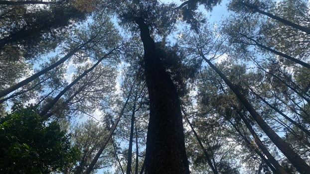 The dense and beautiful pine forest makes the atmosphere cool and comfortable on hot, sunny days photo