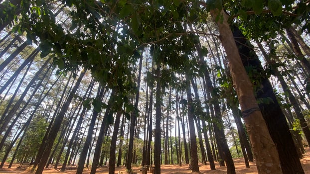 The dense and beautiful pine forest makes the atmosphere cool and comfortable on hot, sunny days photo