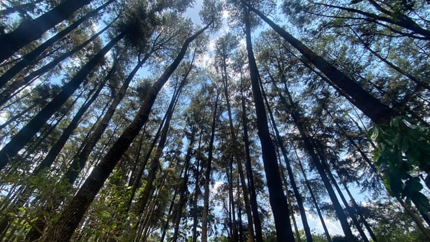 The dense and beautiful pine forest makes the atmosphere cool and comfortable on hot, sunny days photo