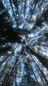 The dense and beautiful pine forest makes the atmosphere cool and comfortable on hot, sunny days photo