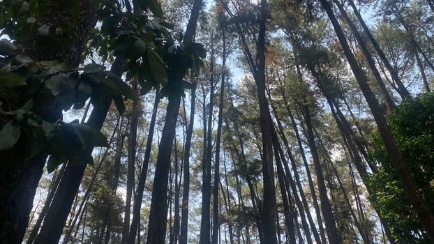 The dense and beautiful pine forest makes the atmosphere cool and comfortable on hot, sunny days photo