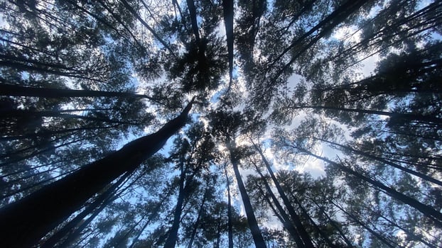 The dense and beautiful pine forest makes the atmosphere cool and comfortable on hot, sunny days photo