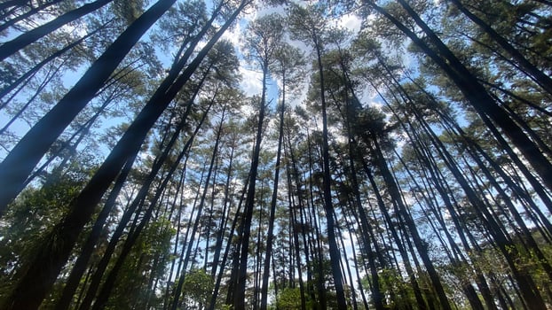 The dense and beautiful pine forest makes the atmosphere cool and comfortable on hot, sunny days photo