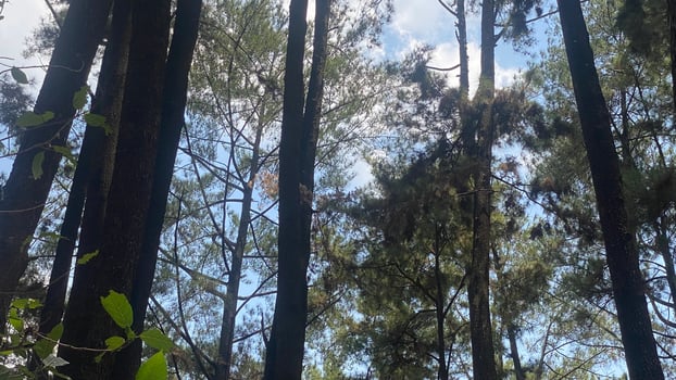 The dense and beautiful pine forest makes the atmosphere cool and comfortable on hot, sunny days photo