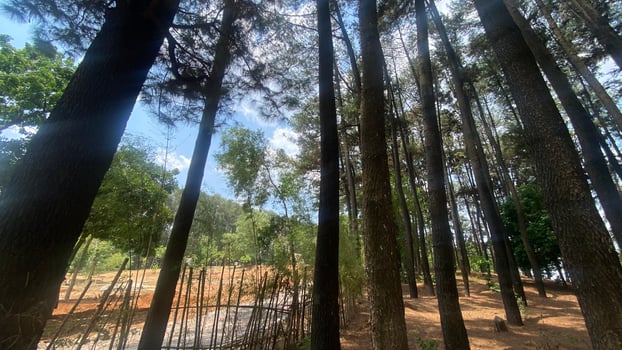 The dense and beautiful pine forest makes the atmosphere cool and comfortable on hot, sunny days photo