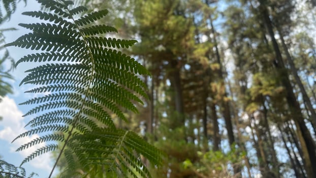 The dense and beautiful pine forest makes the atmosphere cool and comfortable on hot, sunny days photo