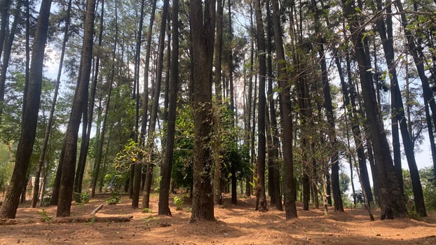 The dense and beautiful pine forest makes the atmosphere cool and comfortable on hot, sunny days photo