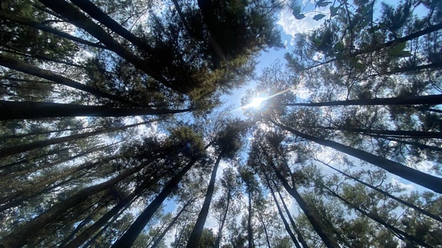 The dense and beautiful pine forest makes the atmosphere cool and comfortable on hot, sunny days photo