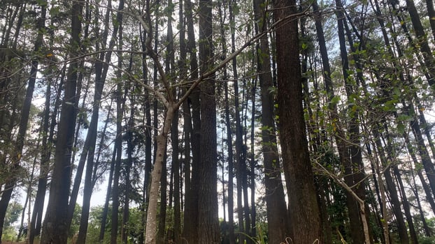 The dense and beautiful pine forest makes the atmosphere cool and comfortable on hot, sunny days photo