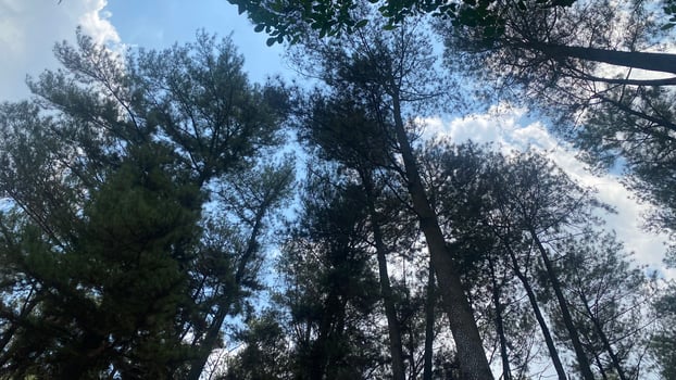 The dense and beautiful pine forest makes the atmosphere cool and comfortable on hot, sunny days photo