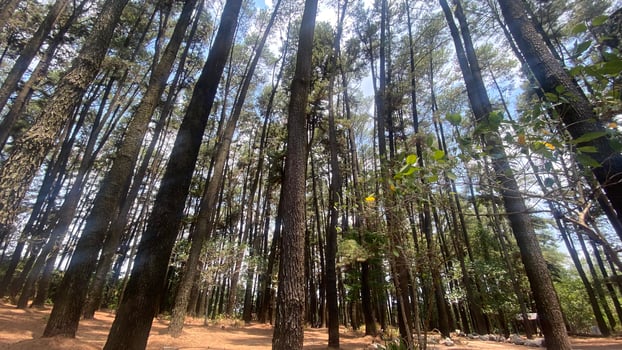 The dense and beautiful pine forest makes the atmosphere cool and comfortable on hot, sunny days photo