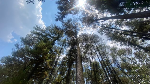 The dense and beautiful pine forest makes the atmosphere cool and comfortable on hot, sunny days photo
