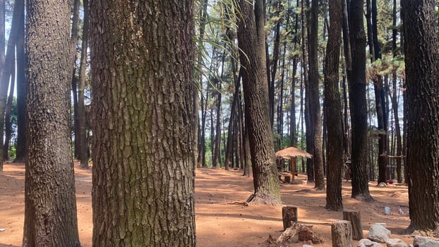 The dense and beautiful pine forest makes the atmosphere cool and comfortable on hot, sunny days photo