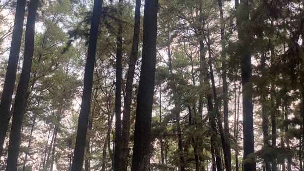 The dense and beautiful pine forest makes the atmosphere cool and comfortable on hot, sunny days photo