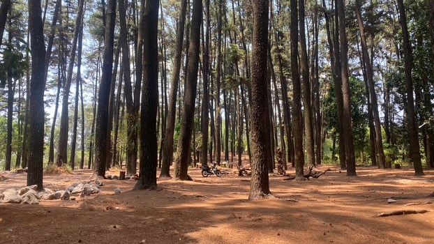 The dense and beautiful pine forest makes the atmosphere cool and comfortable on hot, sunny days photo