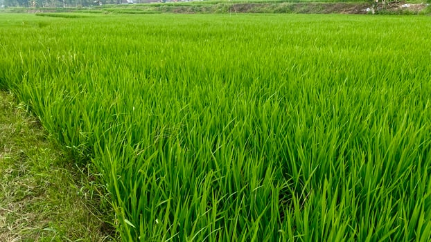 expanse of green rice plants in the rice fields in mountainous areas photo