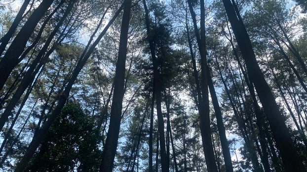 The dense and beautiful pine forest makes the atmosphere cool and comfortable on hot, sunny days photo