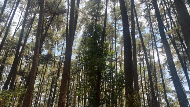 The dense and beautiful pine forest makes the atmosphere cool and comfortable on hot, sunny days photo