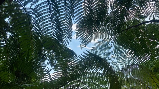 beautiful fern leaves under a bright blue sky photo