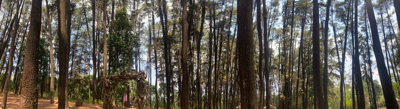 The dense and beautiful pine forest makes the atmosphere cool and comfortable on hot, sunny days photo
