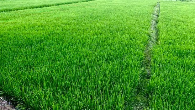expanse of green rice plants in the rice fields in mountainous areas photo