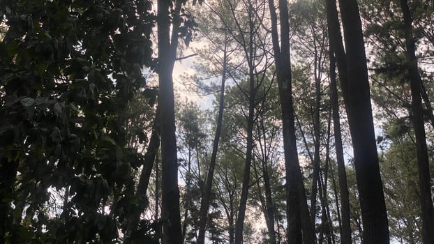The dense and beautiful pine forest makes the atmosphere cool and comfortable on hot, sunny days photo