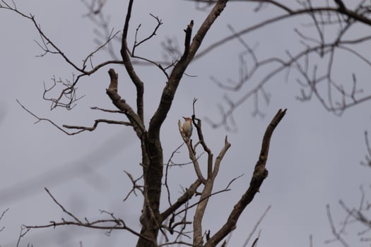 This beautiful red-bellied woodpecker sat perched on the branch of the tree. The little red head sticks out with white body. The tree he is in has dark bark and pretty brown flower buds. photo