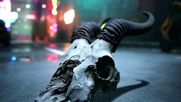 A close up of a animal skull on the ground photo