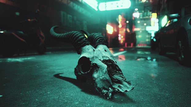 A close up of a animal skull on the ground photo