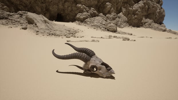 An animal skull laying on a sandy beach photo