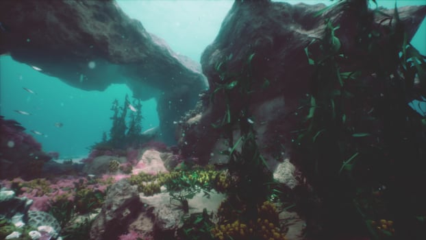 Colorful fish swimming amongst vibrant coral reef in the ocean photo