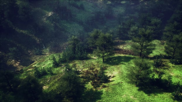 Foggy summer morning in the mountains photo
