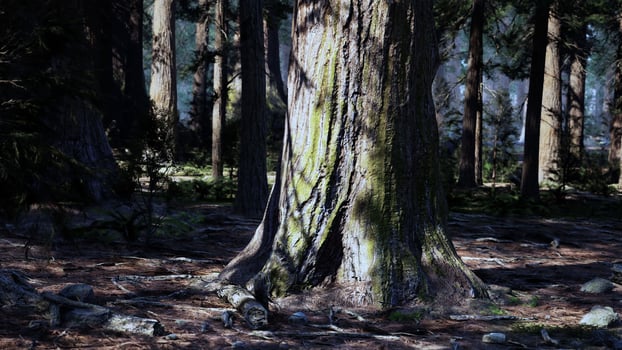 A majestic tree standing tall in the heart of a vibrant forest photo