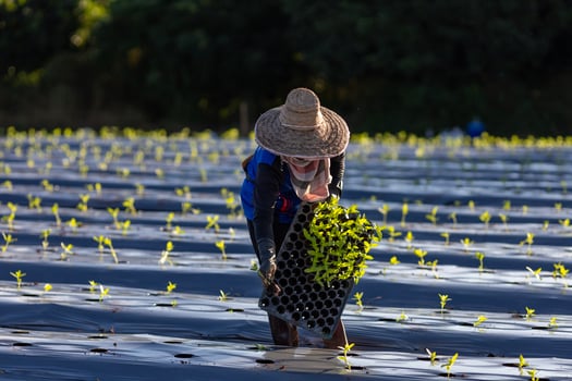 Asian farmer is carrying tray of young vegetable seedling to plant in mulching film for growing organics plant during spring season and agriculture photo