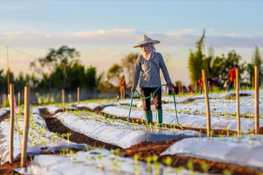 Asian farmer is using hose to watering young vegetable seedling in mulching film field for growing organics plant during spring season and agriculture photo