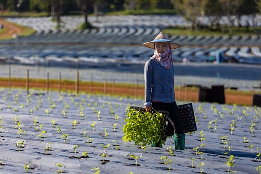 Asian farmer is carrying tray of young vegetable seedling to plant in mulching film for growing organics plant during spring season and agriculture photo