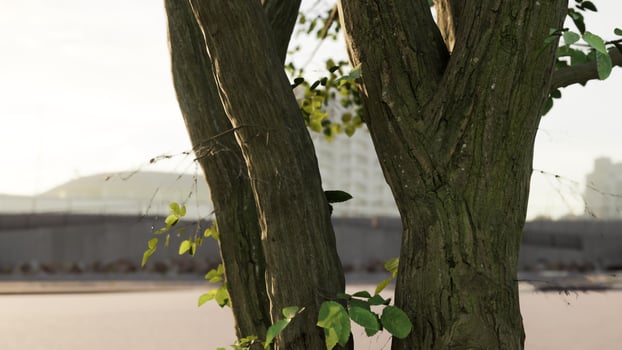 The warm morning sun dramatically casting intense rays through a large tree photo