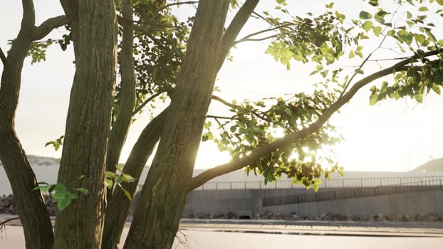 big tree foliage in morning light with sunlight photo