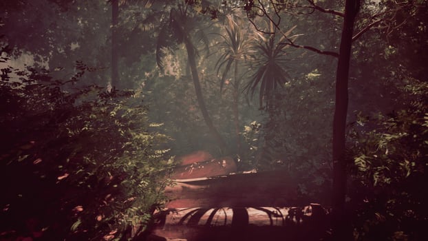 Trekking through the hazy wilderness of the tropical forest photo