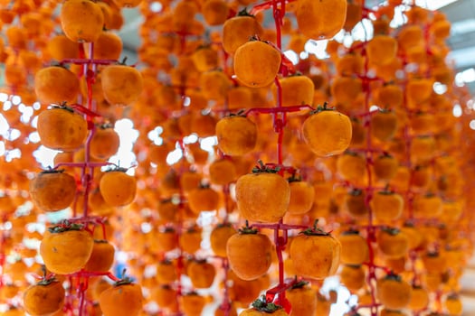 Hanged vietnamese persimmons, traditional food - Dried persimmons in Dalat, Vietnam photo