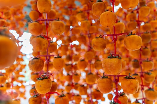 Hanged vietnamese persimmons, traditional food - Dried persimmons in Dalat, Vietnam photo