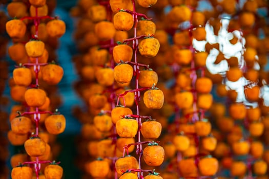 Hanged vietnamese persimmons, traditional food - Dried persimmons in Dalat, Vietnam photo